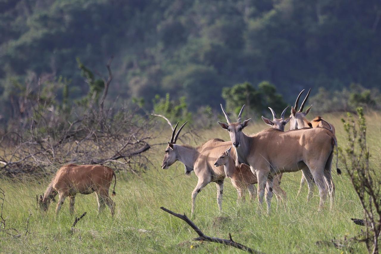 Horseshoe Game Reserve East London Kültér fotó